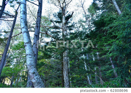 Scenery of Kamikochi nature trail Scenery of Kamikochi nature trail 62808696