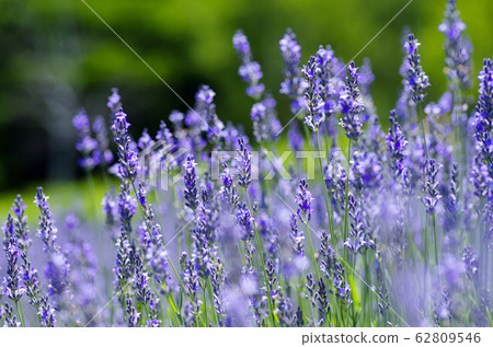 Lavender [good scent] 62809546