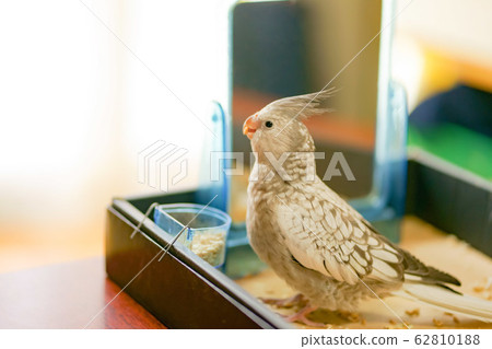 Cockatiels eating food 62810188