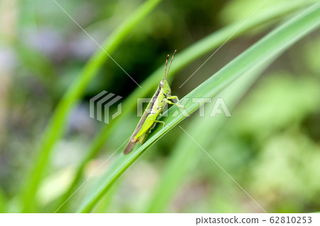 Hanenagayinago 62810253