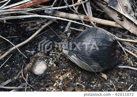 Fire Burn Dried Coconut fruit under the tree Fire Burn Dried Coconut fruit under the tree 62811072