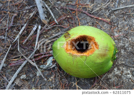 Fresh Coconut fruit with small round hole made by Fresh Coconut fruit with small round hole made by 62811075