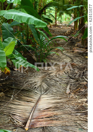 Dried coconut leaves on walkway garden and 62811077