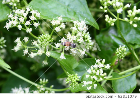 close up of insect flying sitting on the white close up of insect flying sitting on the white 62811079
