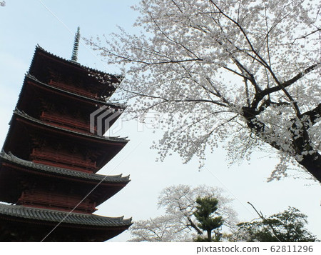 Ikegami Honmonji, Five-storied Pagoda (when cherry blossoms) Ikegami Honmonji, Five-storied Pagoda (when cherry blossoms) 62811296