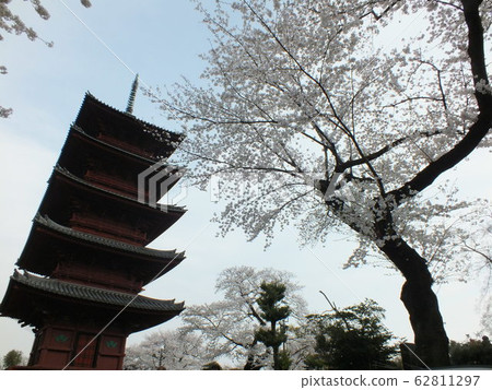 Ikegami Honmonji, Five-storied Pagoda (when cherry blossoms) Ikegami Honmonji, Five-storied Pagoda (when cherry blossoms) 62811297