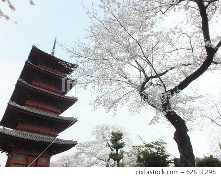 Ikegami Honmonji, Five-storied Pagoda (when cherry blossoms) Ikegami Honmonji, Five-storied Pagoda (when cherry blossoms) 62811298