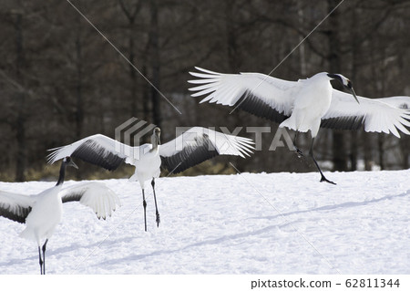 登陸起重機Tsurui村 62811344