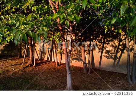 Material tree shade 62811356