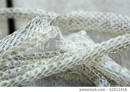 Very Long White Shedding Snake Skin on Wooden 62811416