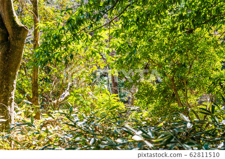 Kumazasa in the forest 62811510