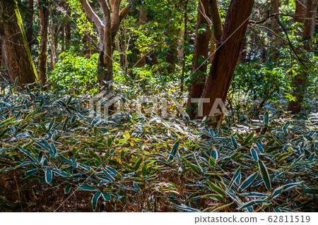 Kumazasa in the forest 62811519