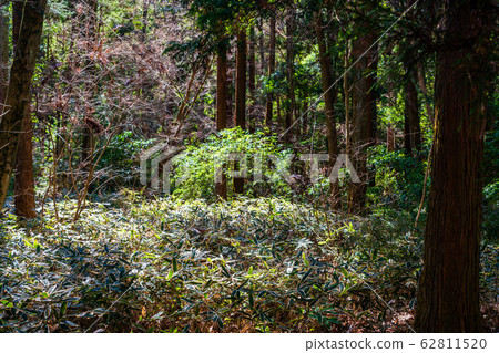 Kumazasa in the forest 62811520
