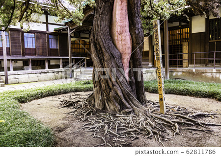 (Kanagawa Prefecture) Autumn Enkaku-ji Temple, designated by the city 62811786