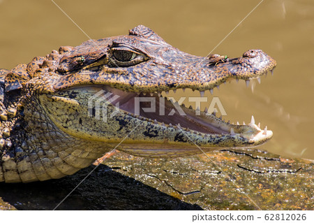 Smiling crocodile in Tortuguero - Costa Rica Smiling crocodile in Tortuguero - Costa Rica 62812026