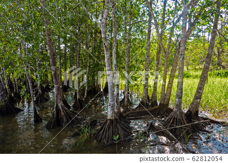 Mangrove forest - Costa Rica Mangrove forest - Costa Rica 62812054