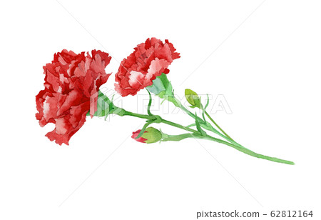 red carnation watercolor 62812164