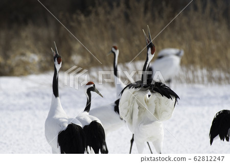 The crane of the cranes crosses Tsurui Village The crane of the cranes crosses Tsurui Village 62812247