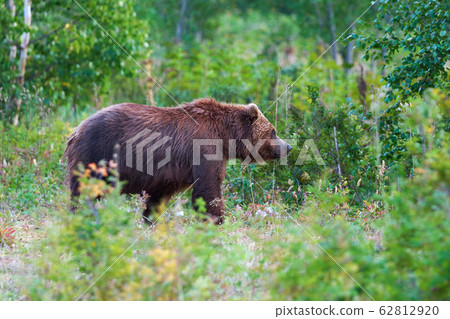 Predator brown bear in natural habitat, walking in summer woodland. Kamchatka Peninsula Predator brown bear in natural habitat, walking in summer woodland. Kamchatka Peninsula 62812920