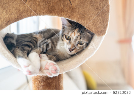 Asia cat sleeping or relax on cat condo Asia cat sleeping or relax on cat condo 62813083