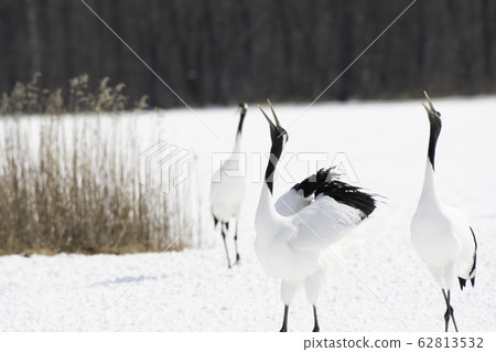 The crane of the cranes crosses Tsurui Village 62813532