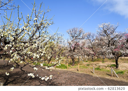 森林博物館李子森林在東京府中區 62813620