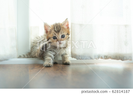 Cute kitten in home Cute kitten in home 62814187