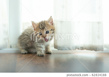 Cute kitten in home 62814188
