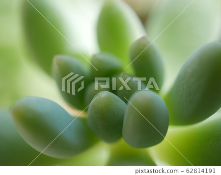 多汁植物景天 多汁植物景天 62814191
