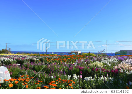 Boso Peninsula Flower Field Flower Picking Boso Peninsula Flower Field Flower Picking 62814192