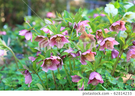 聖誕玫瑰鮮花 62814233