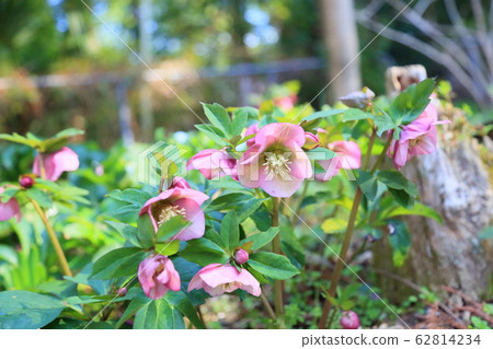 聖誕玫瑰鮮花 62814234