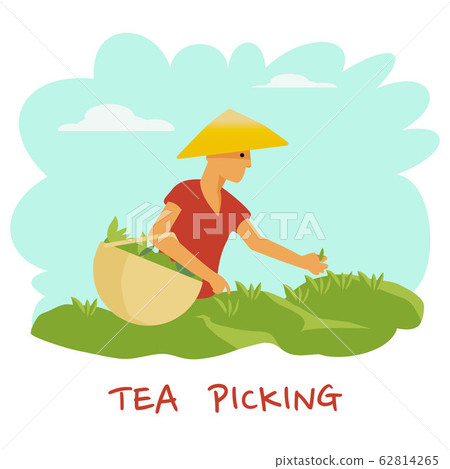 A man in a hat with a basket in his hands is harvesting a tea leaf. Vector illustration A man in a hat with a basket in his hands is harvesting a tea leaf. Vector illustration 62814265