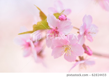 Kawazu cherry blossoms in full bloom 62814433