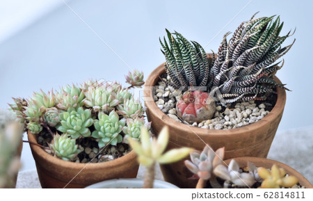 Cactus in little earthenware pot, GRAPTOPETALUM Cactus in little earthenware pot, GRAPTOPETALUM 62814811