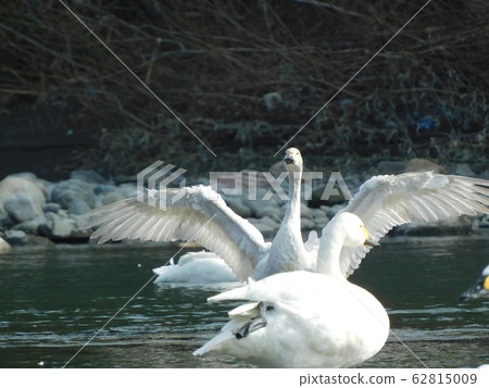 天鵝《天鵝》（（玉縣深谷市荒川市） 62815009