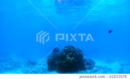 Underwater photograph of Okinawa Tokashikijima Underwater photograph of Okinawa Tokashikijima 62815076