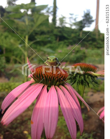 花膠青蛙 花膠青蛙 62815153