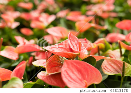Fild of of pink Anthurium. Flowers background. 62815178