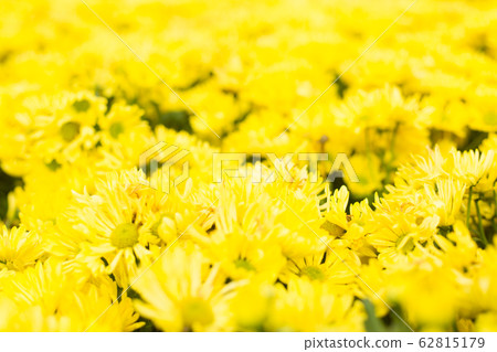 Defocused yellow flower field. Floral blur background. Defocused yellow flower field. Floral blur background. 62815179
