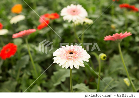 Pink gerbera daisy flower on blur green leaves and colorful flowers background. Pink gerbera daisy flower on blur green leaves and colorful flowers background. 62815185