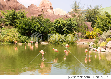 Flock of pink beautiful flamingo standing in pond with reflection. 62815194