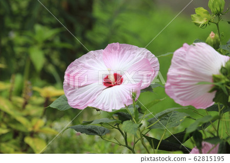 美國芙蓉（美國芙蓉）花 62815195