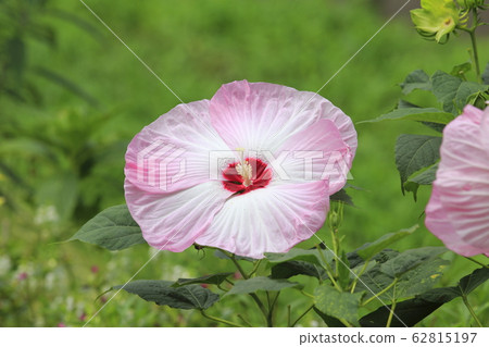 美國芙蓉（美國芙蓉）花 62815197