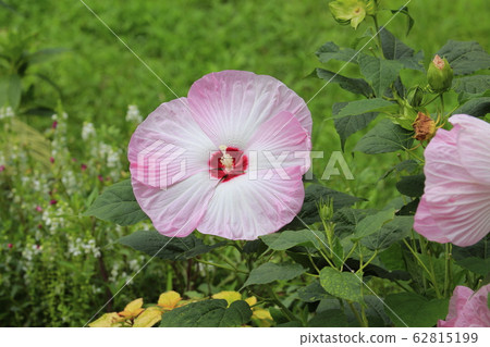 American Fuyo (American Furong) flower 62815199