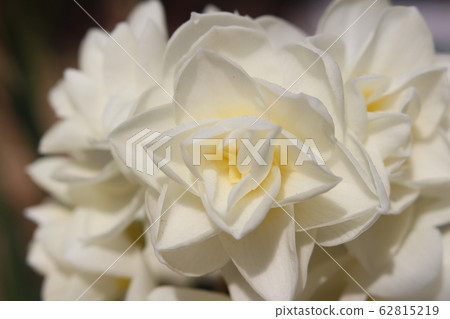 富斯卡塔白花 62815219