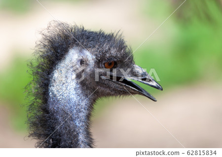 An Emu bird, Dromaius novaehollandiae. 62815834