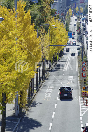 Ginkgo trees in Shinmidosuji Ginkgo trees in Shinmidosuji 62816105