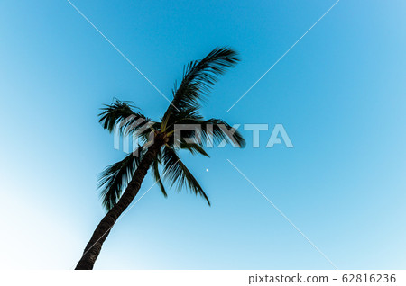 Hawaii, Maui, Palm Trees Hawaii, Maui, Palm Trees 62816236