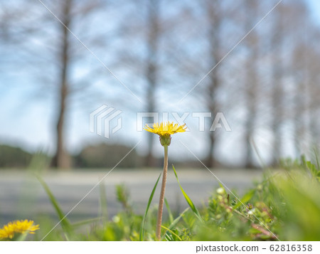 Spring tree-lined avenue Spring tree-lined avenue 62816358